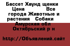 Бассет Хаунд щенки › Цена ­ 20 000 - Все города Животные и растения » Собаки   . Амурская обл.,Октябрьский р-н